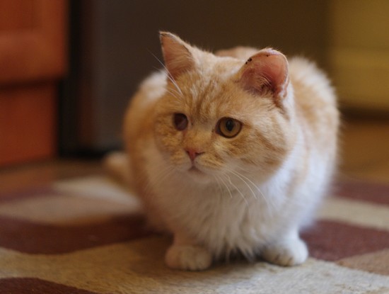 Kot w jasno-beżowym kolorze