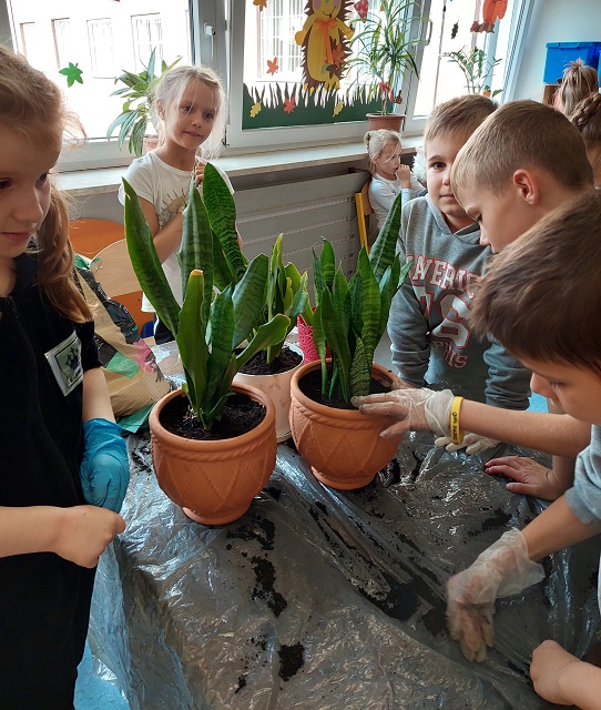 Uczniowie sadzą kwiaty w doniczkach